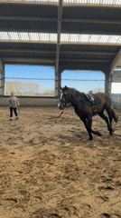 Horses graze in Belgian field near Estaimpuis