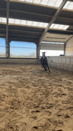 Horses graze in Belgian field near Estaimpuis