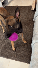 Dog plays with owner and toys at home in Thailand