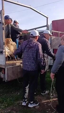 Several men are involved in the loading of sheep into the back of a white truck. The men are dressed in casual clothing, and some are wearing hats. One man on the left side of the truck is holding onto a rope attached to a sheep, guiding it into the truck. Another man inside the truck is reaching out to assist. A group of sheep is visible in the back of the truck. The scene appears to be taking place outdoors, with some greenery and a clear sky in the background. The lighting suggests it is daytime.
