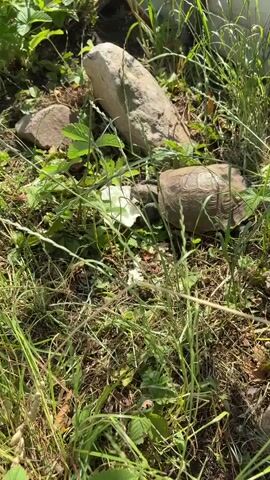 A tortoise is partially visible in the lower right quadrant of the frame, nestled among tall green grass and low-lying green plants. Two large, light-colored rocks are positioned behind and to the left of the tortoise, with smaller rocks and debris scattered on the ground. The tortoise's shell and head are visible as it appears to be eating or interacting with a small white object obscured by foliage. The lighting suggests it is daytime.