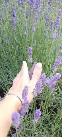 This short video clip captures a close-up view of a field of lavender in Vinogradny, Russia. The primary subjects are the lush lavender plants with their vibrant purple blooms and green stems, which fill the frame. A person's hand, adorned with a silver bracelet on the wrist, enters the frame from the right and gently touches a lavender sprig. The hand is fair-skinned, and the gesture suggests a moment of connection with nature.

The scene is set outdoors, likely in a garden or a cultivated field, given the density and arrangement of the lavender. The soft lighting and the gentle movement of the plants suggest it might be daytime, possibly during the morning or late afternoon, though the specific time of day is not definitively clear. There are no discernible weather cues, but the lushness of the plants implies favorable conditions. The location is identified as Vinogradny, Russia, which provides geographical context.

The activity taking place is simple and serene: a person interacting with the lavender plants. The act of touching the flowers conveys a sense of appreciation for their beauty and fragrance, potentially evoking feelings of calm, peace, or sensory pleasure. The overall mood is tranquil and natural. There is no visible text within the video.
