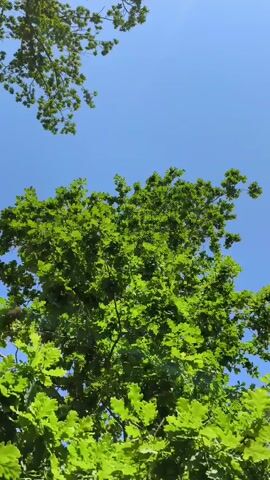 The video is filmed from below, looking up at bright green oak leaves and branches against a clear blue sky. The sunlight filters through the leaves, creating a dappled effect. There are no people or animals visible.