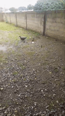 Ducks in a rainy yard, Serti streets on a wet morning