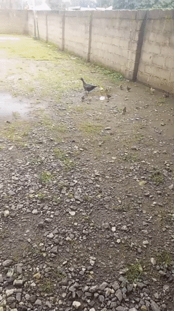 Ducks in a rainy yard, Serti streets on a wet morning