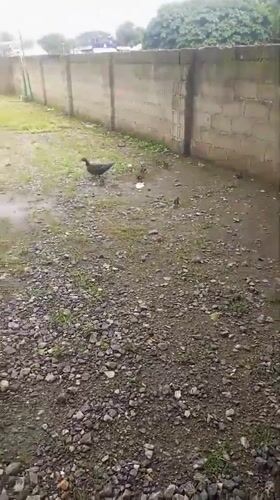 Ducks in a rainy yard, Serti streets on a wet morning