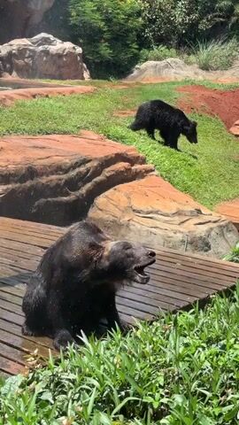 The video shows a black bear sitting on a wooden platform, with lush green grass and rocky formations in the background. The bear opens its mouth and appears to be vocalizing. In the distance, another black bear is walking up a grassy slope. The scene suggests an outdoor enclosure, possibly a zoo or wildlife sanctuary.