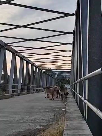 The video shows a group of cattle crossing a metal truss bridge. The bridge has gray metal supports in a triangular pattern, connected by crossbars. The sky is visible through the bridge structure, showing light clouds at sunrise or sunset. In the background, beyond the bridge's edge, a mosque's dome and minaret can be seen amongst the trees. The cows are walking towards the viewer, on the bridge's concrete road surface. There are metal railings on both sides of the bridge. The bridge is situated in a rural setting.