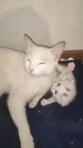 A white cat with light green eyes lies on a dark blanket against a light wall, looking at a small white kitten with blue eyes. A hand reaches into the frame and gently strokes the kitten’s head.