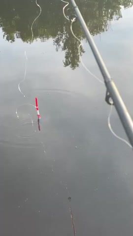 A fishing rod is positioned above dark water, its line extending to a red and white bobber. The bobber is floating on the surface, with a thin fishing line attached. The water reflects the surrounding trees and sky, creating a muted, natural scene. The image is captured from a high angle, looking down at the water.