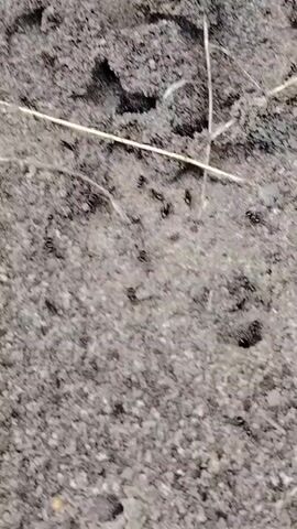 The video shows a close-up view of ants crawling on the ground near their nest entrance. The ground is a mixture of dirt and small pebbles, with a few blades of dry grass scattered about. Several ants are visible, some are entering and exiting the dark openings in the mound, while others are on the surrounding ground. The lighting suggests it may be daytime.