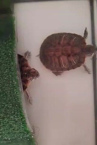 Two red-eared slider turtles are in a tank. One turtle is closer to the left side of the frame, partially obscured by a green ramp. This turtle is facing left and appears to be climbing or resting on the ramp. The second turtle is further to the right and appears to be swimming or floating in the water. It is facing away from the camera and towards the bottom of the tank. The tank has clear walls and a white bottom.