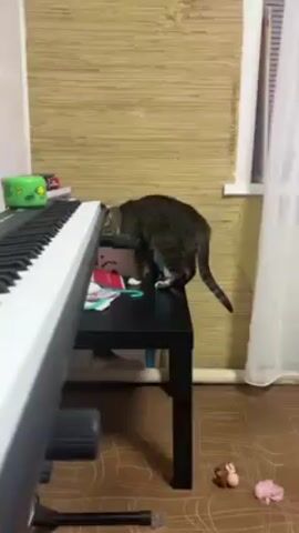 A young child places her hands on the side of a cat standing on a black side table. The child stands behind the side table, which is covered in objects and placed to the side of an electric piano. A curtained window is visible in the background.