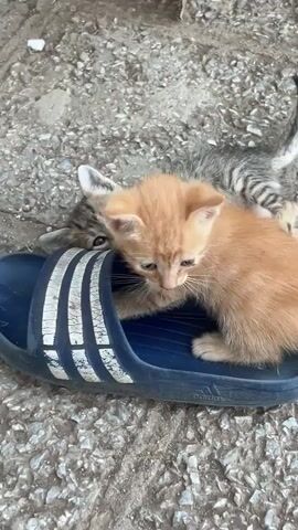 Two kittens, one tabby and one orange, are playing on a rough, grey surface. The tabby kitten is lying on its side, pawing at a blue Adidas slide with white stripes. The orange kitten is standing on the slide, looking to the right. The background is out of focus, showing the same rough surface. The lighting is bright, suggesting daylight.