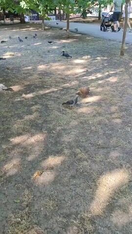 The video captures a park scene, likely in Mykolaiv, Ukraine. In the background, two adults are visible, one pushing a stroller, suggesting a family outing or a leisurely stroll. The foreground is dominated by several pigeons scattered across a dirt and grassy area. The lighting suggests it is daytime, with dappled sunlight filtering through the trees overhead, casting shadows on the ground. The overall atmosphere appears calm and serene, indicative of a pleasant day in a public park. No visible text is present in the video.