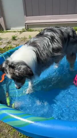 A medium shot shows a dappled grey and white dog with a fluffy tail standing in a bright blue inflatable kiddie pool. The dog is looking down at the water, with its front paws submerged and splashing. A green sprinkler hose is attached to the side of the pool, spraying water, and the dog appears to be interacting with the spray.

The pool is situated on a patch of green grass, with some dry patches and weeds visible. In the background, a light-colored fence with wooden planks runs horizontally, and a lighter-colored wall, possibly part of a house, is visible above the fence. The lighting suggests it is daytime, likely sunny, given the brightness of the scene.

Several toys are visible in the pool: an orange toy with a wavy shape on the left, a green, cylindrical toy, and a pink ball further back on the right. The water in the pool is clear and blue, with ripples and splashes from the dog's activity. The dog's fur is wet around its paws and lower legs. The overall mood seems playful and relaxed, with the dog enjoying a cool activity on a warm day. The location context provided is Ajax, Canada, though this is not visually apparent from the image itself. There is no visible text in the media file.