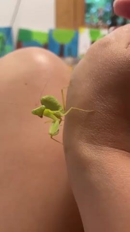 The image shows a close-up of a praying mantis perched on a human arm. The praying mantis is a vibrant green with large, compound eyes and its characteristic raptorial forelegs are held in a striking position. The human skin is visible in the foreground and background, with a slight sheen suggesting it might be warm or humid. The background is softly blurred, but appears to be indoors with some artwork or decorative elements on the wall featuring trees and colorful abstract shapes. The lighting suggests it's daytime, possibly indoors, as there's no harsh sunlight. The focus is entirely on the delicate and fascinating insect. The overall mood is one of quiet observation and appreciation for nature. There is no visible text in the image.