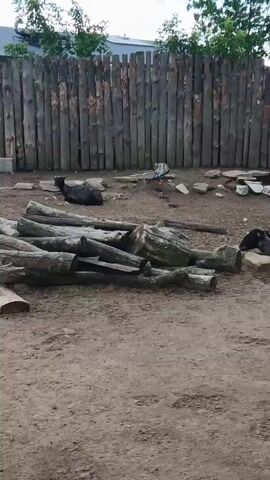The video shows a dusty enclosure with a wooden fence and several goats. In the foreground, logs are piled up. Several goats are lying down or standing around the enclosure. One goat is eating from the ground. The goats are mostly black or gray. The ground is dirt and small rocks. The fence is made of vertical wooden posts. Trees are visible behind the fence. The sky is cloudy.