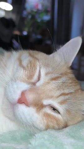 A close-up video shows an orange and white tabby cat lying down. The cat's eyes are partially closed, and its head is tilted to the side. The cat is lying on a light green textured blanket. The background is blurred but appears to be an indoor setting with some plants and furniture. The cat's whiskers are visible. The video is very short, showing minimal movement from the cat.