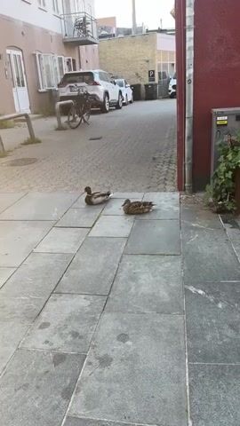 A video shows two ducks resting on a paved courtyard between buildings. The duck on the left is a male mallard with a green head and white neck ring. The duck on the right is a female mallard with mottled brown plumage. The courtyard is paved with large gray flagstones. In the background, a bicycle is parked next to a white SUV. Further in the background, there is a building with balconies and a sign that reads "t 7A". The scene appears to be in a city or town.