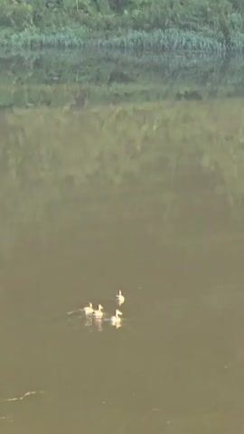 A flock of ducklings swims in formation across a body of murky water. The water is still, reflecting the lush green vegetation lining the far bank of the river. The ducklings are a pale yellow, and they paddle together in a tight group, leaving small wakes behind them. The overall scene is serene and natural.