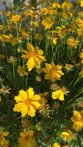 A close-up, vertical video of a cluster of bright yellow flowers with thin, pointed petals. The flowers are in various stages of bloom and many have brown centers. They are surrounded by lush green foliage and stems. The lighting suggests it is daytime, with sunlight casting shadows and highlighting the vibrant colors. In the background, out of focus, hints of a garden path, a rusted metal support stake, and a large green leaf are visible, indicating an outdoor setting. The camera moves slightly, causing a gentle swaying of the flowers.