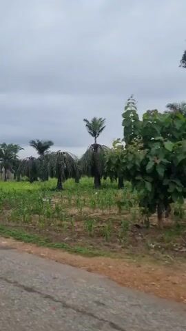 A low-angle, vertical, slow-motion video shows a cloudy, overcast sky above a rural landscape with palm trees and vegetation. The video begins with a view of a dirt road on the left side of the frame and a field of green crops and palm trees. As the video progresses, the camera pans slowly to the right, revealing more of the palm trees and vegetation, and some distant buildings. The overall impression is one of a serene and natural environment.