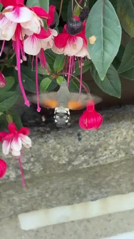 A hummingbird hawk-moth hovers in front of a fuchsia plant, its wings a blur as it feeds on nectar from the flowers. The moth's body is gray and white with black markings, and its wings are a mix of pink and orange. The fuchsia flowers are a vibrant pink and white, with long, delicate petals. The background is out of focus, but appears to be a garden setting with green foliage.