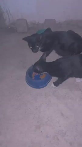 Two black cats are eating from a blue bowl filled with dry cat food. One cat is lying down and the other is in a crouching position. There is a teal colored bowl behind the lying cat. The cats are on a concrete floor, with a white wall in the background. The scene is dimly lit.