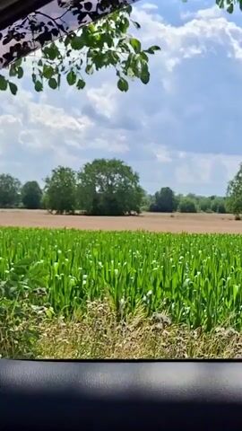 This media file shows a view from inside a vehicle looking out at a rural landscape. The foreground features the edge of the vehicle's interior, possibly a dashboard or window frame. Beyond that, a field of tall green crops, likely corn, dominates the mid-ground. A tree trunk is visible on the left side of the frame, with green leaves obscuring parts of the sky and the field. In the background, a line of trees and a brown field are visible, with a hazy sky above, suggesting a warm, perhaps humid, day. The lighting indicates it is daytime, likely late morning or afternoon, with scattered clouds in the sky. There are no people or explicit objects visible in the scene, and the overall mood is serene and natural. The location is identified as Rastatt, Germany, providing a geographical context for the agricultural scenery.