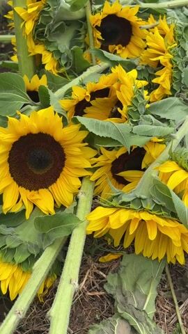 The video shows a pile of bright yellow sunflowers with brown centers, interspersed with green leaves and stems, lying on the ground.  A bee is briefly visible flying in front of one of the sunflowers. The ground appears to be covered with dried plant material. Someone speaks in the background.