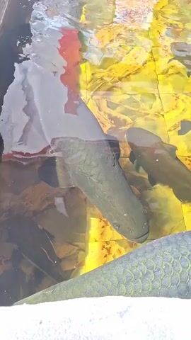 The scene shows a close-up view of a pond or tank with several large fish swimming inside. The fish are primarily gray in color with distinct scale patterns. The water is clear enough to see the patterned bottom of the tank, which consists of yellow, brown, and off-white tiles. Light reflects off the surface of the water, creating shimmering patterns. Some unidentified objects are visible at the bottom of the tank, possibly rocks or decorative elements. The camera angle is slightly above, looking down into the water, and the scene appears to be brightly lit.