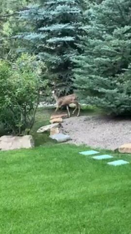 The video shows a deer walking in a grassy backyard near trees and a small rock structure. The deer walks from right to left and then disappears behind a bush. The lawn is green and well-maintained, and the surrounding area is forested. The weather appears to be overcast.