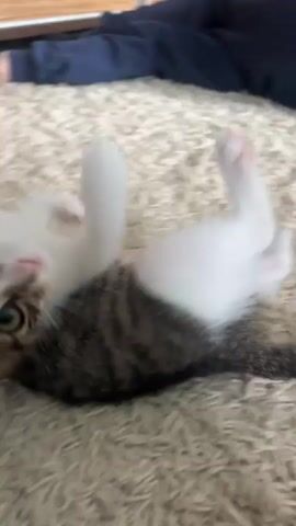 This is a video of a young kitten playing on a shaggy carpet. The kitten is mostly white with tabby markings on its head and back. Its eyes are wide and curious. In the background, a television screen displays a person wearing headphones and a green hat. The room appears to be a living area, with wooden furniture and a decorative wallpaper featuring feathers. The lighting suggests it is daytime indoors. The kitten's movements are playful and energetic, indicating it is comfortable and engaged in its environment.
