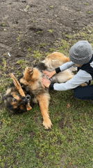 Young person plays with German Shepherd in Chaikovsky park