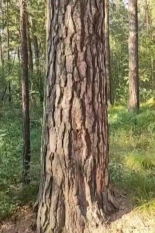 A video shows a close-up view of a tall pine tree trunk. The camera starts at the base of the tree, showing its rough, textured bark. It then pans upward, revealing the tree's branches as they extend towards the sky. The surrounding environment is a forest, with other trees and green foliage visible in the background, suggesting a natural setting. The lighting indicates it is daytime, with sunlight filtering through the trees.