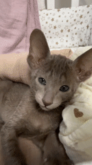 Kitten and toddler sharing a quiet afternoon at home in Moscow