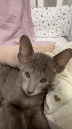 Kitten and toddler sharing a quiet afternoon at home in Moscow