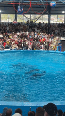 Dolphin show draws crowds at Sochi dolphinarium