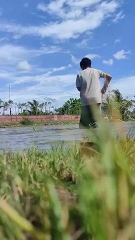 A person is seen from a low angle, standing in a body of water up to their knees, wearing a light-colored shirt and dark pants. The person casts a circular fishing net into the water, spreading it out. The scene is outdoors on a bright, sunny day with a blue sky and white clouds. Green grass is visible in the foreground, and distant trees or bushes line the far bank.