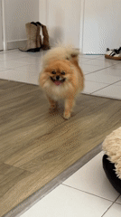Pedicure morning in Cannes, Pomeranian in tow