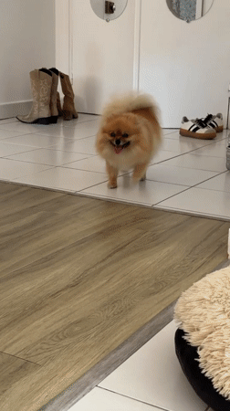Pedicure morning in Cannes, Pomeranian in tow