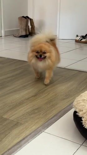 Pedicure morning in Cannes, Pomeranian in tow