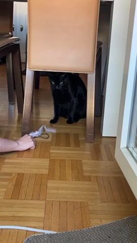 A black cat is hiding under a chair. A person's hand is visible on the left side of the frame, holding a cat toy. The hand dangles the toy in front of the cat. The cat is looking at the toy, and its body is tense, suggesting it is about to pounce. The floor is made of hardwood, and there is a rug on the floor in the bottom right corner. There is also a window on the right side of the frame.
