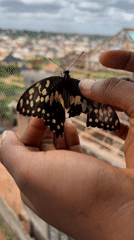 Person tends to injured butterfly in Nkpor, Nigeria