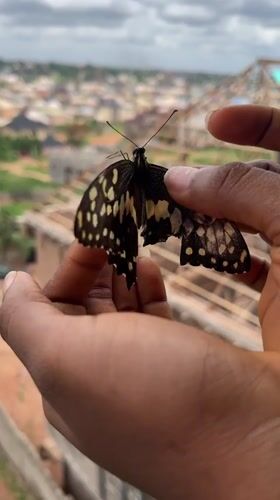 Person tends to injured butterfly in Nkpor, Nigeria