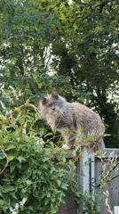 Maine Coon cat perched on wooden fence in Kenningtons