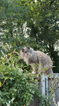 Maine Coon cat perched on wooden fence in Kenningtons