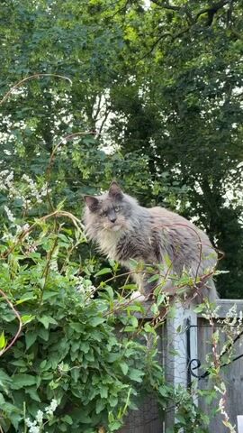 A Maine Coon cat sits on a wooden fence, surrounded by lush green foliage. The cat has grey, brown, and white fur, with piercing green eyes. The camera zooms in on the cat's face, highlighting its distinctive features. The background is filled with trees and leaves, suggesting an outdoor setting.