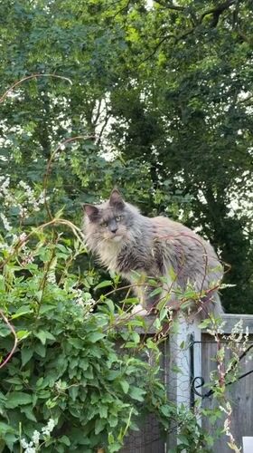 Maine Coon cat perched on wooden fence in Kenningtons
